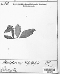 Puccinia pulverulenta image